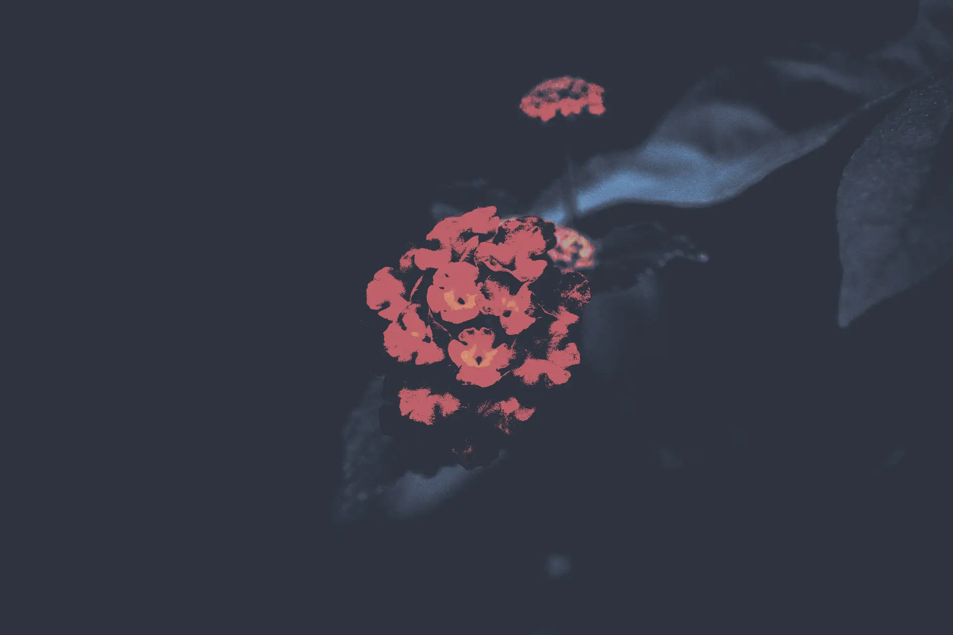 a_group_of_pink_flowers_01.png