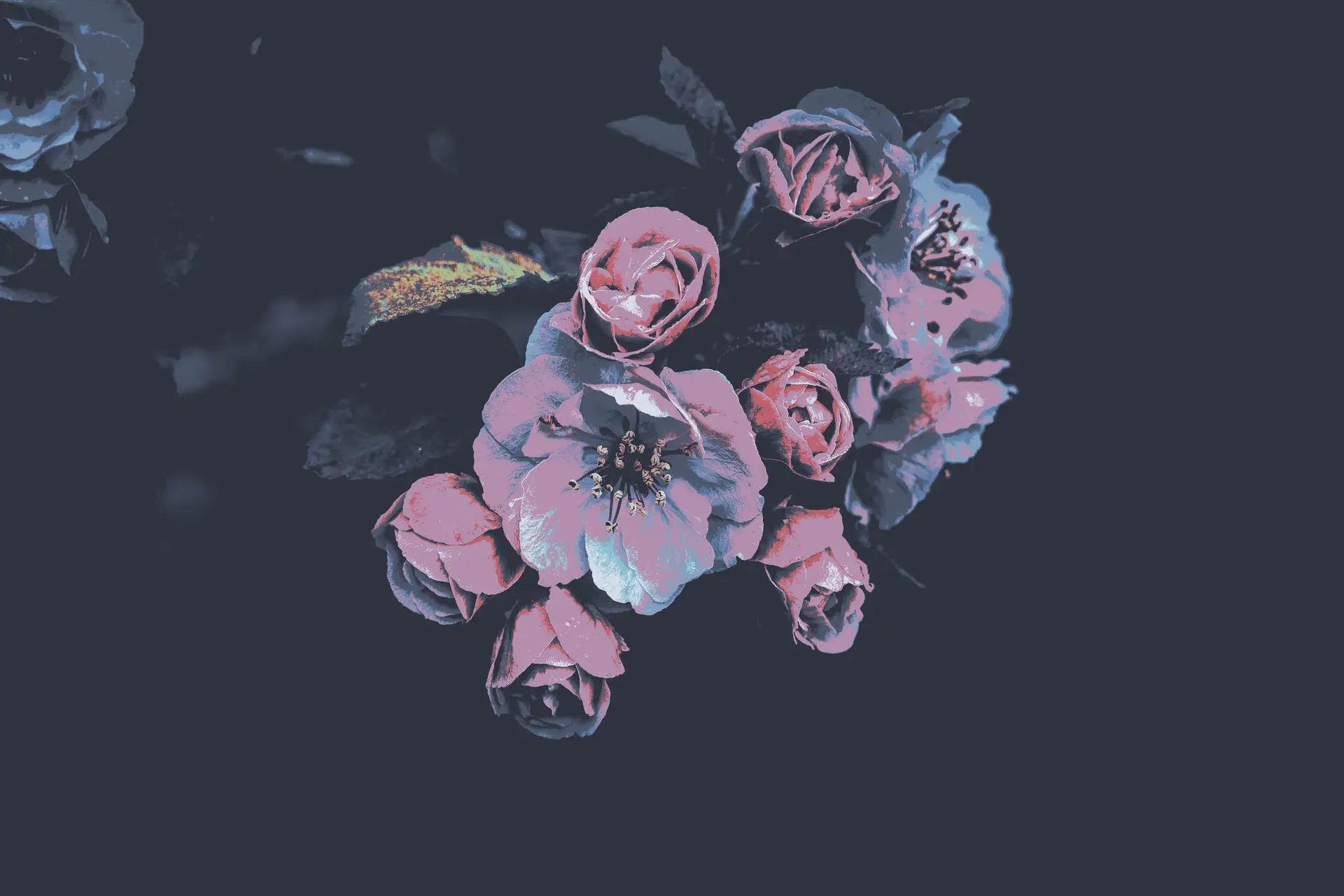 a_group_of_pink_flowers_02.png