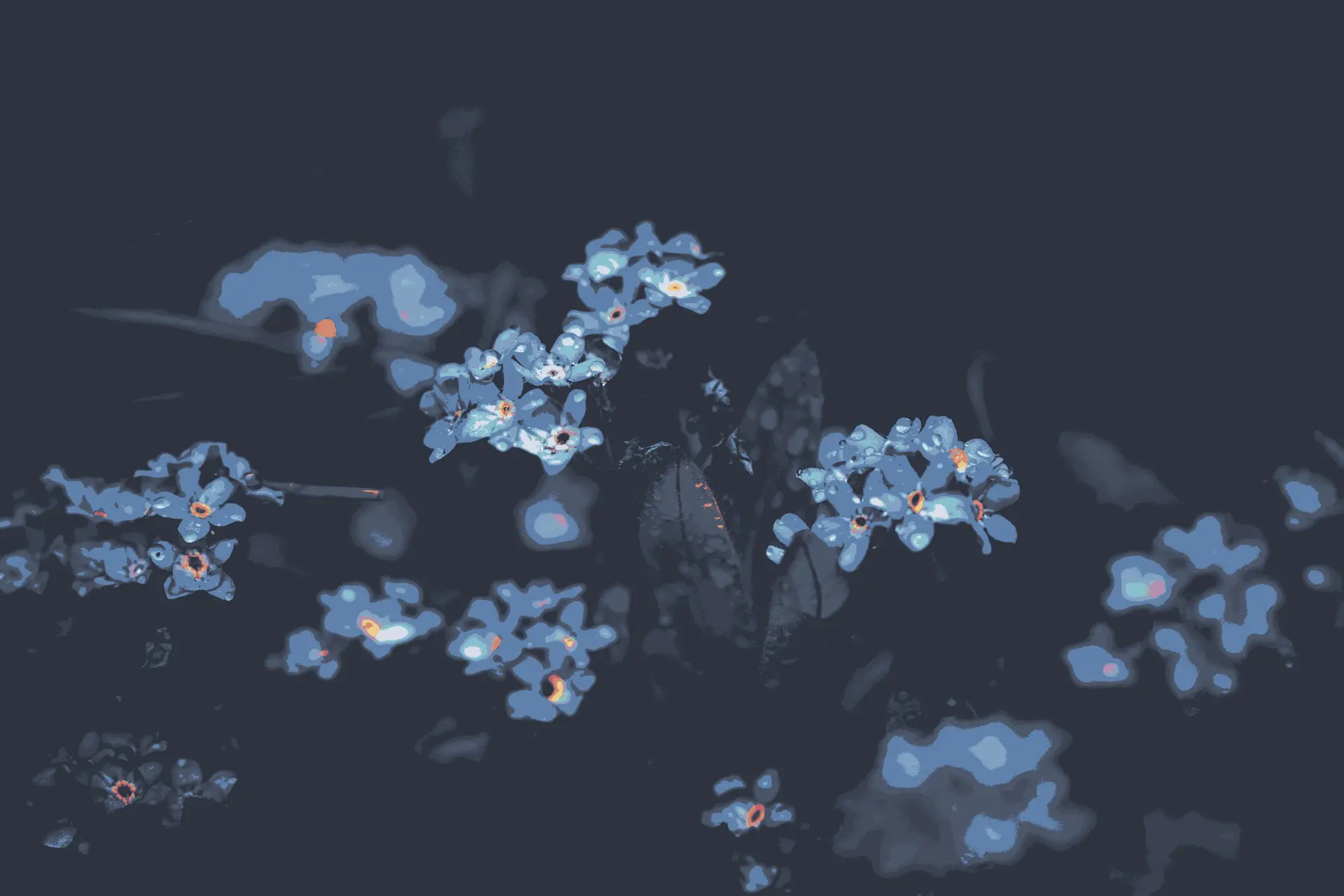 a_group_of_small_flowers.png