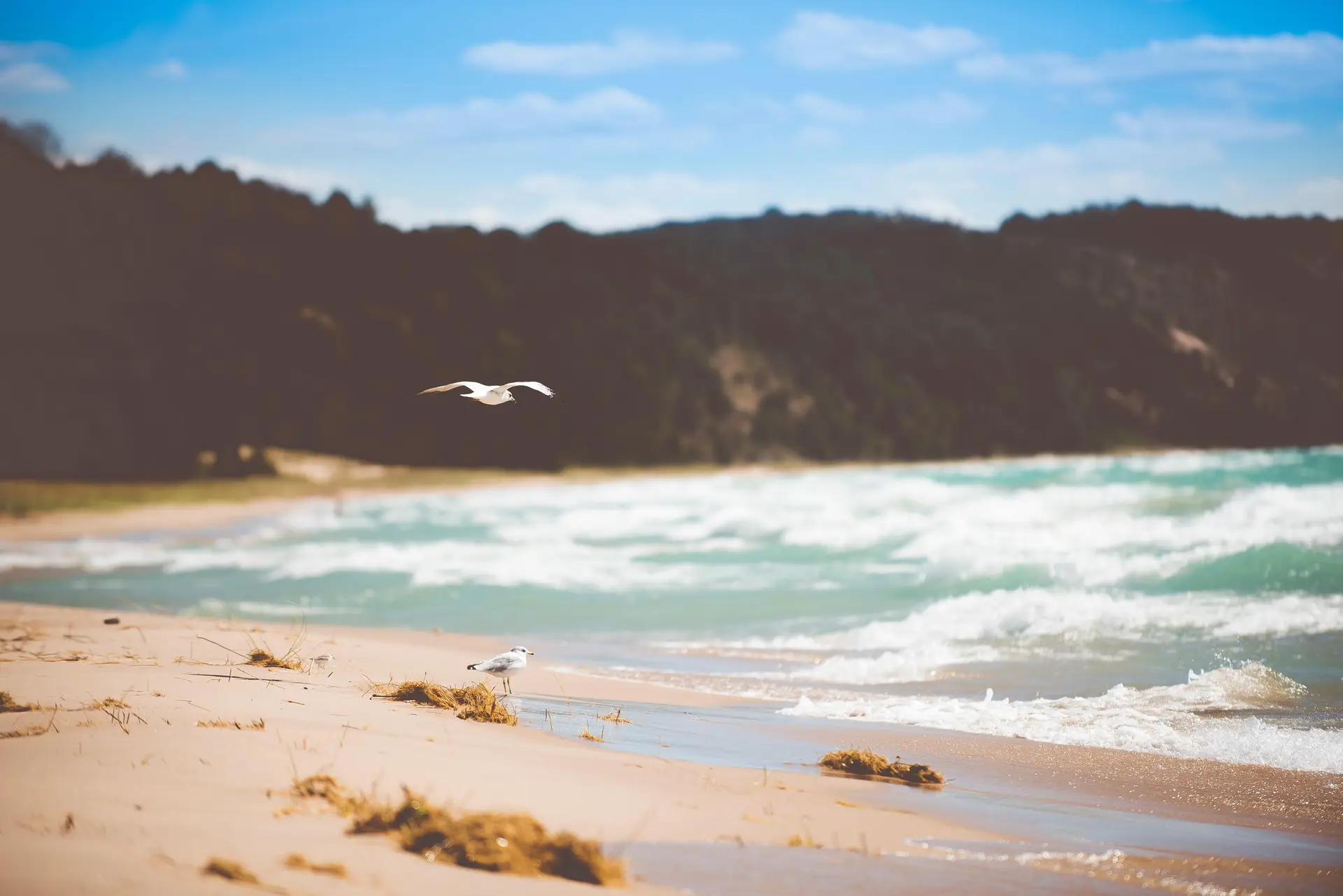 a_bird_flying_over_a_beach.jpg