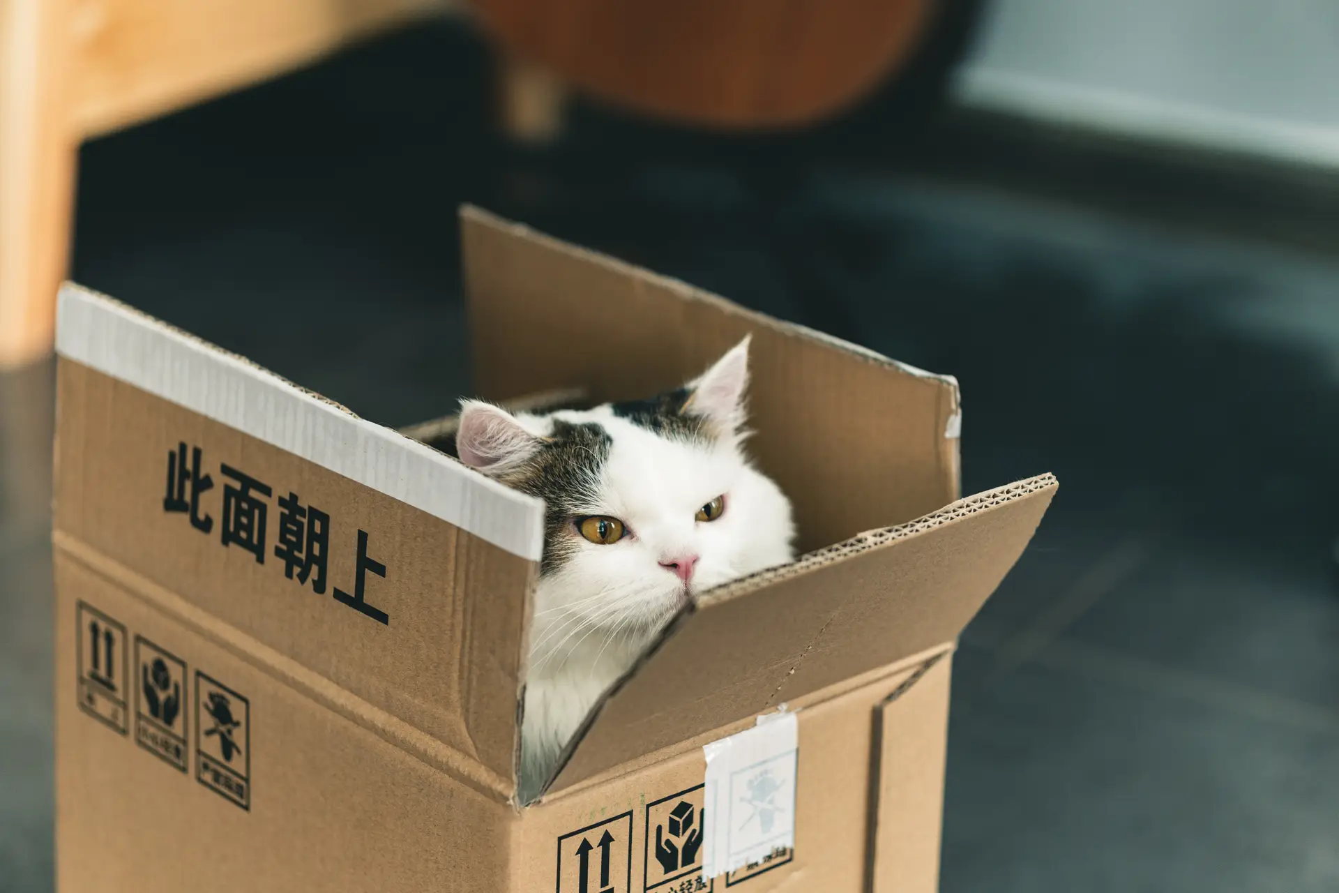 a_cat_in_a_box.jpg