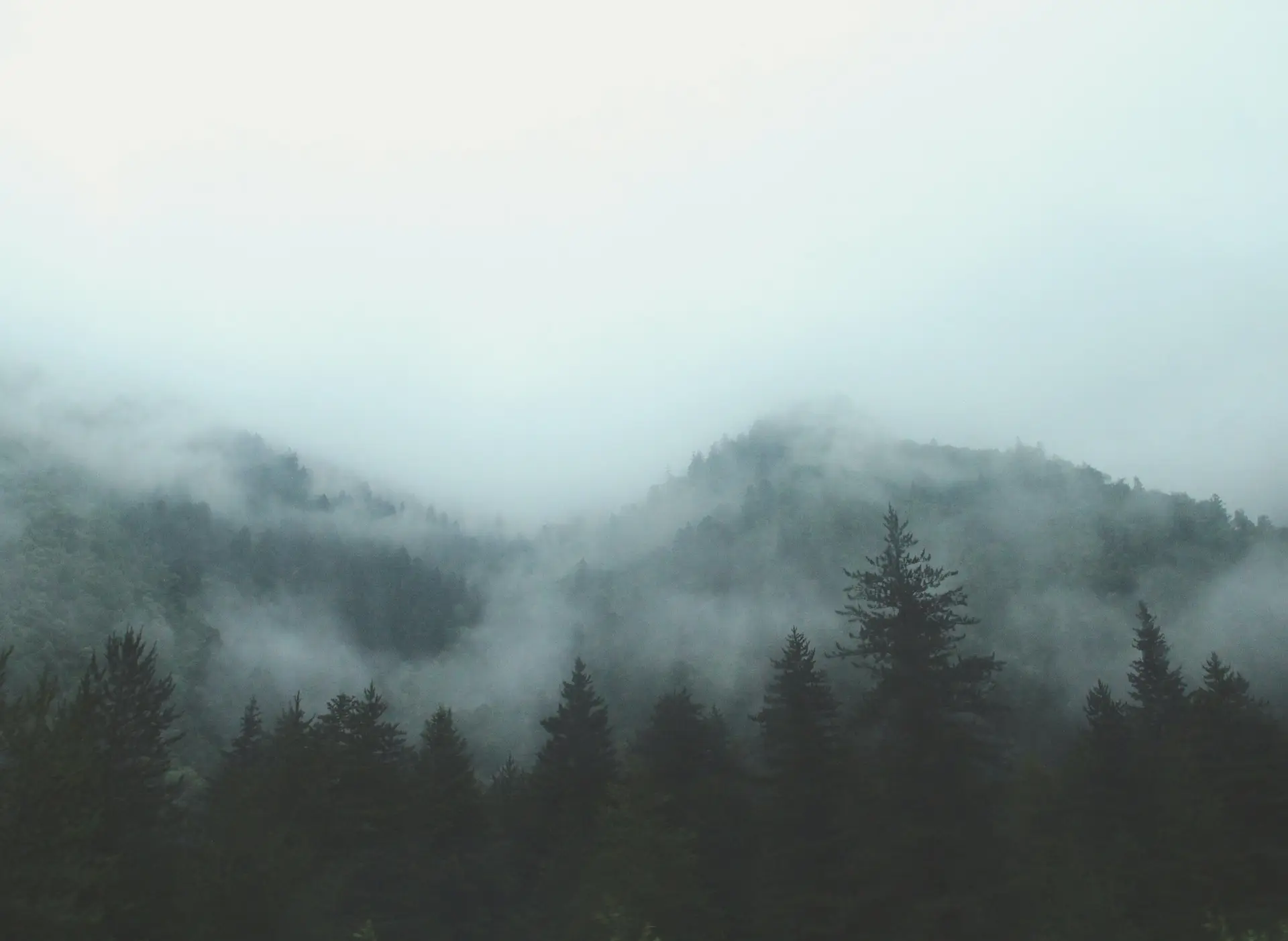 a_foggy_forest_with_trees.jpg