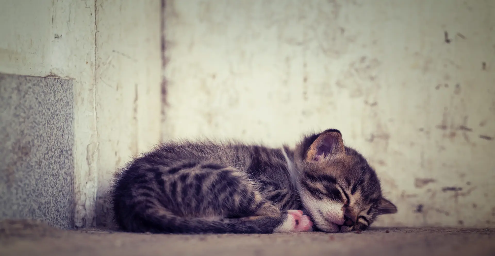 a_kitten_sleeping_on_the_ground.jpg